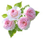 Pink roses, flowers with green leaves in a corner arrangement. Festive flower composition isolated on transparent background.