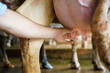 © DG PhotoStock - Farmer using an automatic milking machine collect a fresh milk from cows. A milk cow in modern livestock facility.