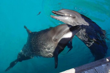 Two dolphins playing in the water