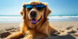 Golden Retriever in sunglasses on the beach