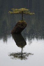 Fairy Lake Bonsai Tree In Rain With Reflection