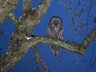 Wall Mural - Great Gray Owl portrait at night on dark blue sky