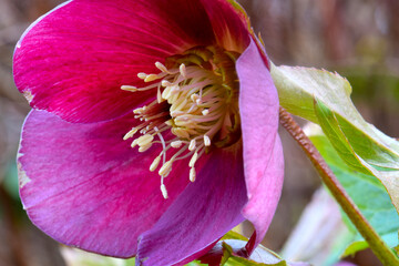 Sticker - Hellebore Anthers