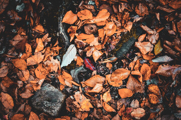  Fall Leaves