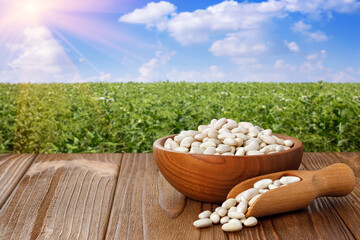 Wall Mural - white beans in wooden bowl and in scoop on table with green legume field