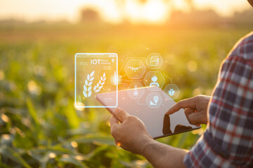 farmer using digital tablet in corn crop cultivated field with smart farming interface icons and lig