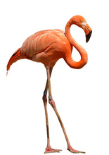 Bright Orange Flamingo Standing On The Sand White Background