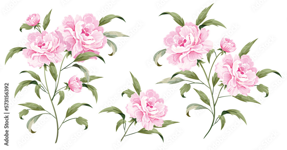 Vector set floral bouquet design garden pink flower peony. Natural ...