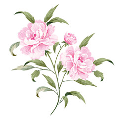 Wall Mural - Pink rosy peony with a stem and leaves isolated on white background.