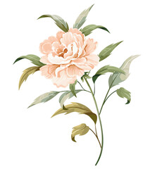 Poster - Peach rosy peony with a stem and leaves isolated on white background.