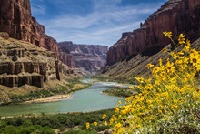 Scenery Of Grand Canyon With Yellow Wildflowers In Foreground, Colorado, USA