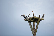 Double Crested Cormorants Resting On Top Of A Nesting Platform.