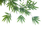 Green bamboo leaves on isolated transparent background.