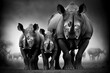 Rhino Stock Photo, Wildlife Photography
