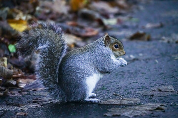 Wall Mural - squirrel eating nut