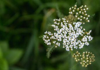 Sticker - yarrow flowers