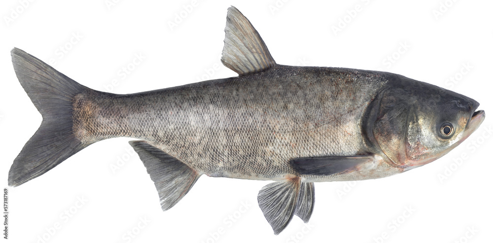 Silver Carp