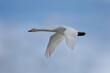 Whooper swan (Cygnus cygnus) flying in the sky in spring.
