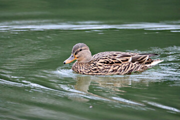 Canvas Print - Lady Duck