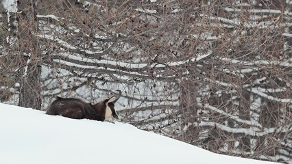 Wall Mural - Grazing on the snow, Alpine chamois at the edge of the forest (Rupicapra rupicapra)