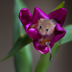 Harvest Mouse, Micromys minutus