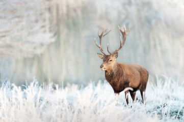 Wall Mural - Close up of a Red deer stag in winter