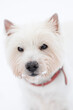Pies na śniegu , West Highland white terrier.
