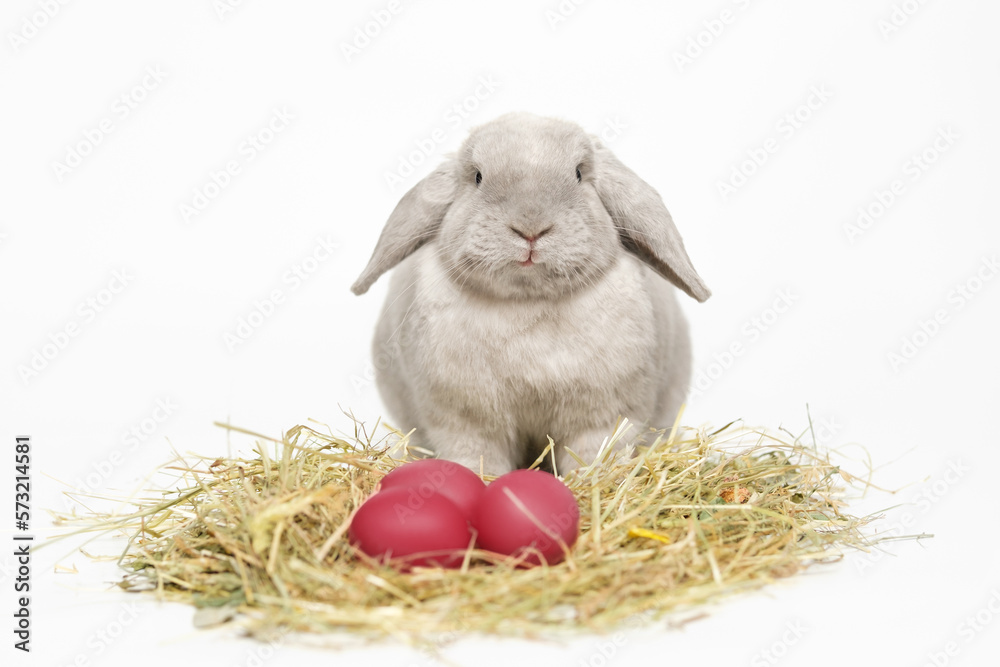 Grey, fluffy lop-eared rabbit with viva magenta Easter eggs on the hay ...