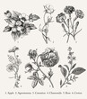 Botany. Set vintage medical realistic isolated flowers herbs. Nature baroque Drawing engraving sketch retro. Vector background victorian Illustration. Apple Agrostemma Carnation Chamomile Roses Croton