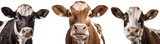 Fototapeta Zwierzęta - group of cows of different color isolated on transparent background, generative ai