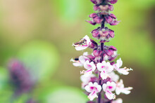 Spring Has Come - Colorful Insects On White Purple Flower. Basil Leaves And Flowers Macro Image.