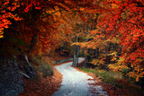 Fototapeta Na drzwi - autumn in the forest
