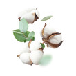 Flying cotton flowers, green twigs of eucalyptus isolated on white background. With clipping path. Floral background with cut out fluffy cotton. Flowers composition, greeting card, mockup