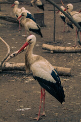 white stork ciconia