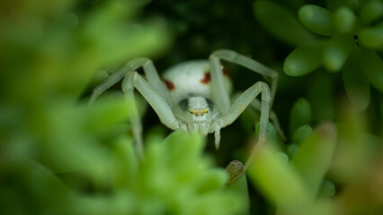 Wall Mural - Spider among the green moss, incredible wildlife