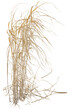 © NomadPhotoReference - Isolated cutout PNG of dry reeds on a transparent background