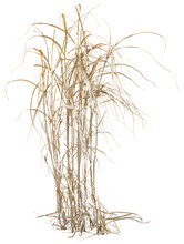 Isolated Cutout PNG Of Dry Reeds On A Transparent Background