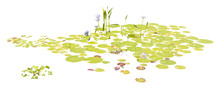 Isolated Cutout PNG Of  Water Lilies On A Transparent Background