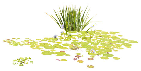 Poster - Isolated cutout PNG of  water lilies on a transparent background
