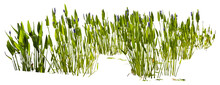 Isolated Cutout PNG Of A Water Plant On A Transparent Background	