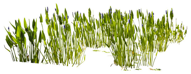 Poster - Isolated cutout PNG of a water plant on a transparent background	