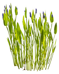 Poster - Isolated cutout PNG of a water plant on a transparent background	