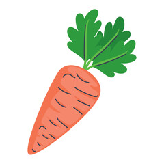 Wall Mural - fresh carrot vegetable