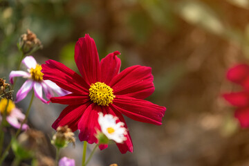 Wall Mural - fresh beauty mix red petals and yellow pollen cosmos flower blooming in natural botany garden parkwith orange light