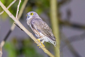 Wall Mural - Brown boobook (Ninox scutulata), or Brown hawk-owl at Thattekkad Bird Sanctuary, Kerala, India.