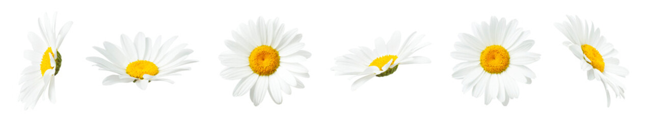 chamomile flowers isolated on light gray background. with clipping path. collection of beautiful cha