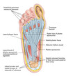 Foot anatomy illustration, with annotations.