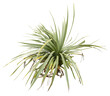 © NomadPhotoReference - Isolated cutout PNG of a yucca on a transparent background