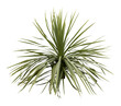 Isolated cutout PNG of a yucca on a transparent background