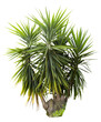Isolated cutout PNG of a yucca on a transparent background	